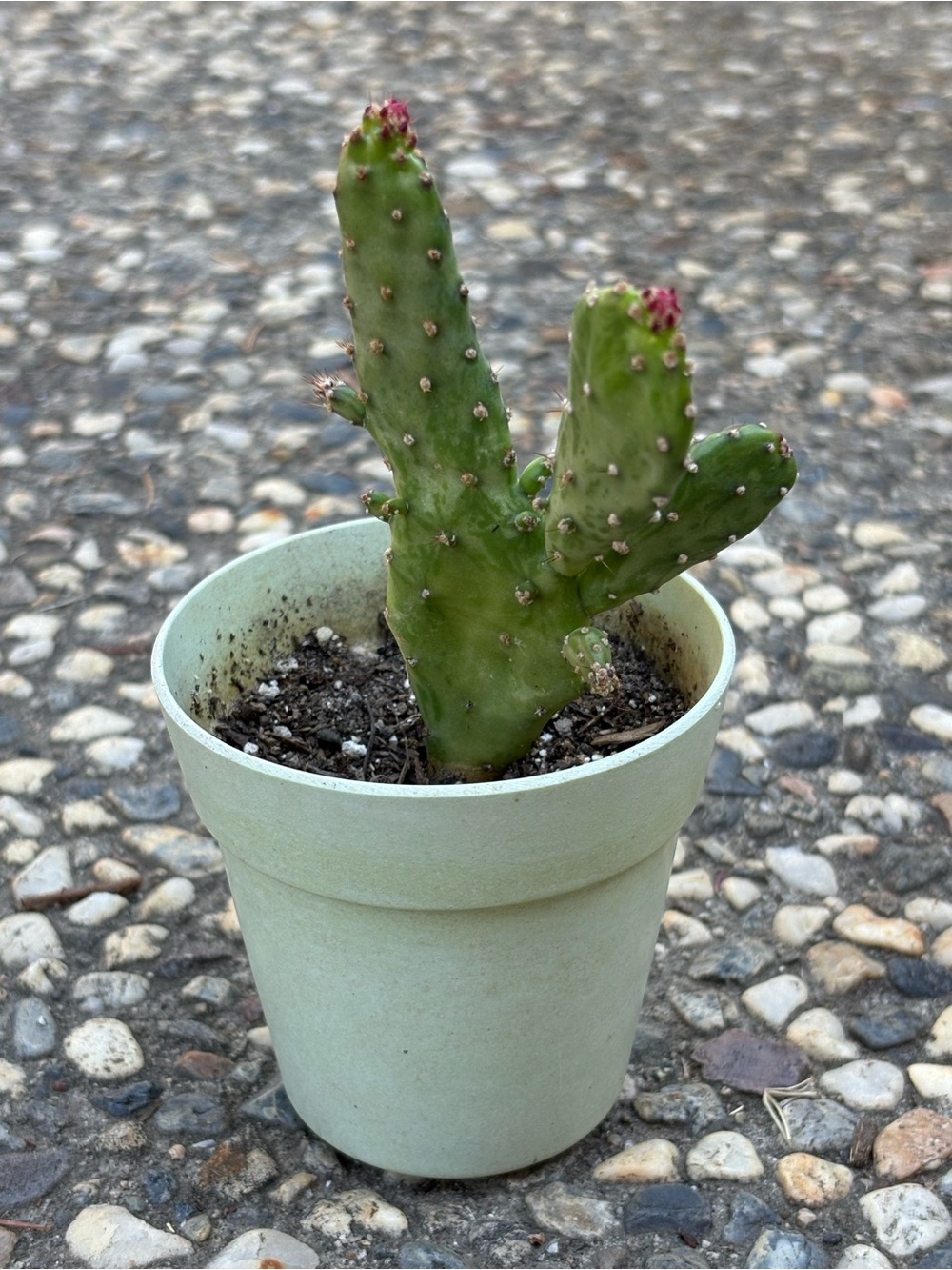Cactus Small Green Prickly Paddle Cactus in Pale Green Pot